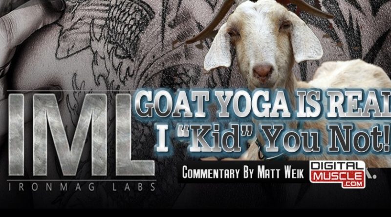 goat yoga