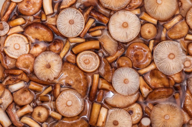 High on Mushroom Protein... The Next Game Changer?