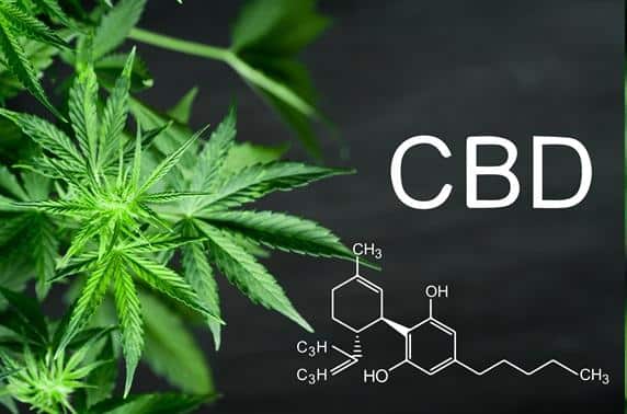 cbd oil