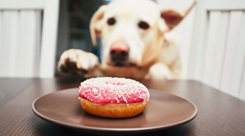 protein donut baking mix