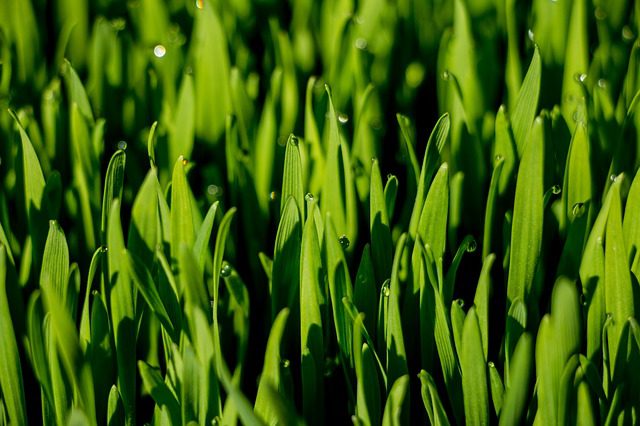 wheat grass