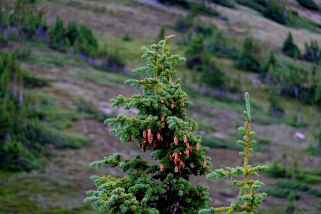 pine pollen