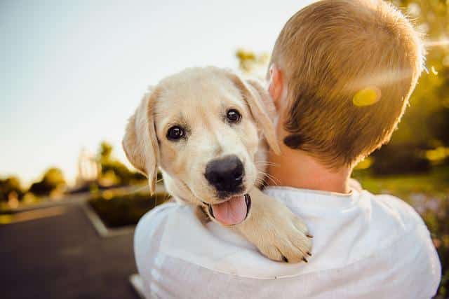 canine fermented farm superfoods