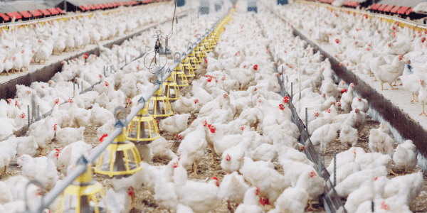chicken farms