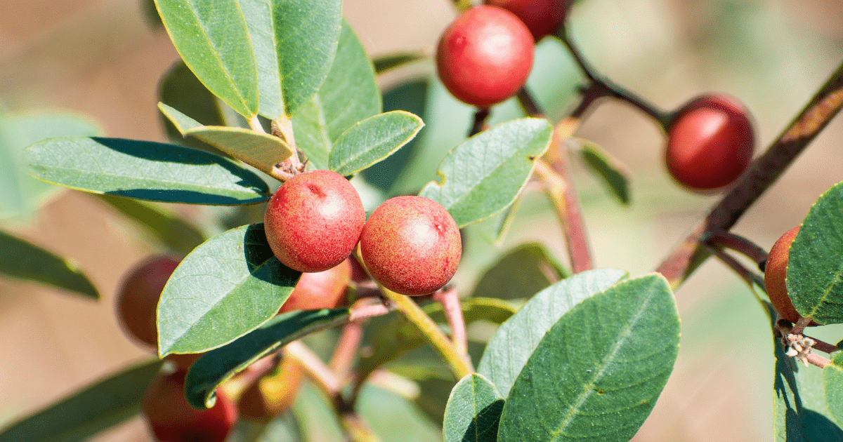 coffeeberry