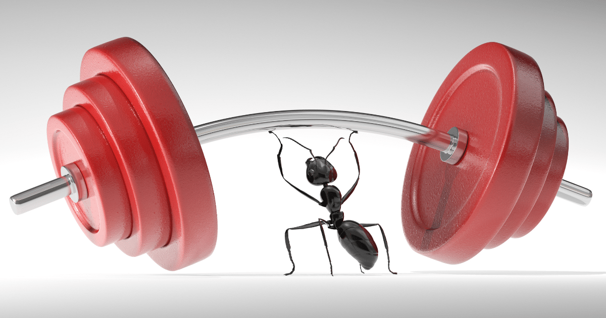 ant lifting