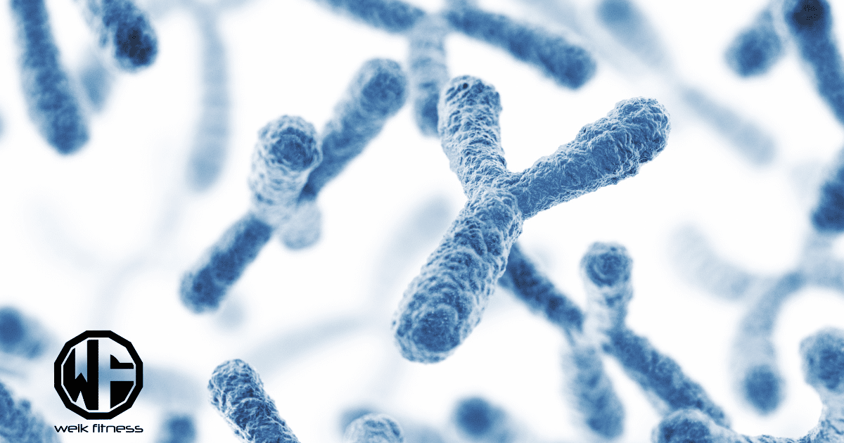 Cellular Senescence: The Role Of Senescent Cells In Aging